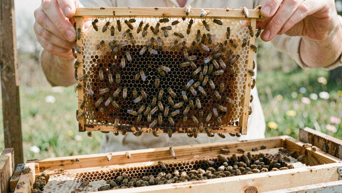 Cadre de couvain dense couvert d’abeilles en avril, cellules operculées au centre, tenu au-dessus d’une ruche ouverte sous une lumière de printemps